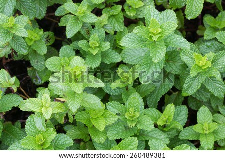 Leaves Mint\
These leaves are used of many forms in all the world.