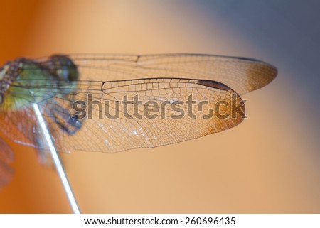 Dragonfly At Photo Session\
This dragonfly was found dead in my house. I used your body to one focus stacking session.