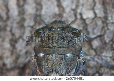 Eyes Of Cicada\
This kind of cicada is very common in brazilian savannah.