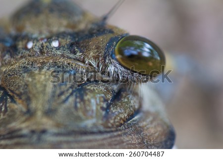 Eyes Of Cicada\
This kind of cicada is very common in brazilian savannah.