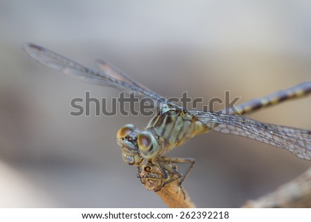 Brazilian Dragonfly This kind dragonfly is very common in all brazilian territory.