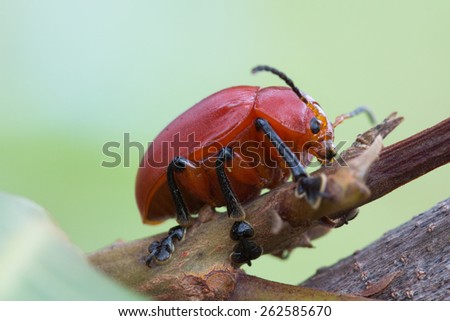 Red Brazilian Beetle This small beetle is beautiful and rare in brazilian savannah.