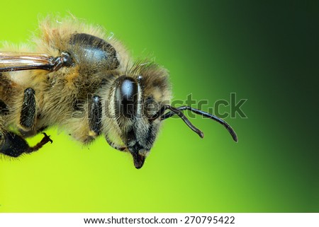 Brazilian Bee This bee is very common in all brazilian territory.