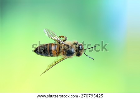 Brazilian Bee This bee is very common in all brazilian territory.