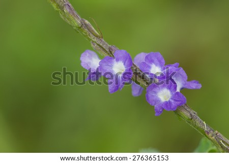 Small Brazilian Flower\
This small and delicate flower is very common in Brazil.