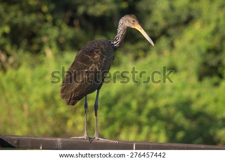 Brazilian Bird\
This big brazilian bird live and fishing on water.
