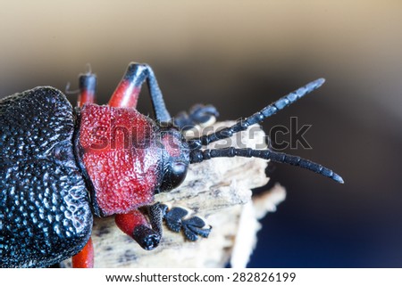 Brazilian Insect\
This insect is beautiful and very common in brazilian savannah