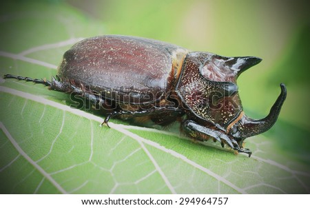 Brazilian Beetle\
This big beetle is very common in brazilian savannah