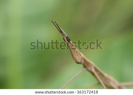 Brazilian Stick Insect\
This insect is very common Brazilian Savannah.