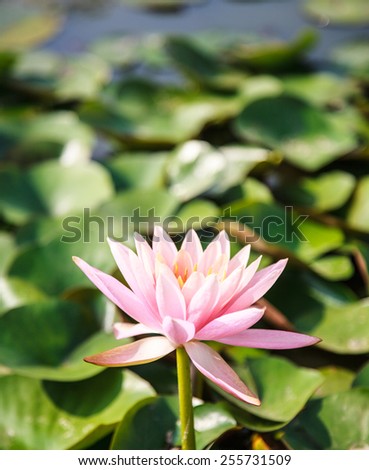 water lily in the sun