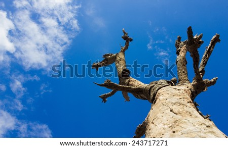 Old and dead tree, blue sky, sky background, tree background, dry tree
