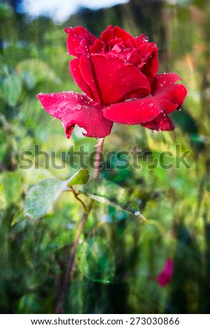 Vivid red rose with drops of dew on the petals on the mysterious background.