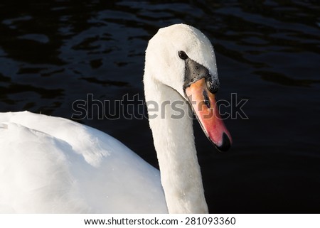 Beautiful white swan on black background of water. There is a contrast between white swan and black water background.
