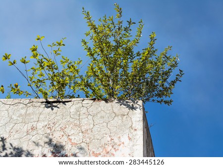 Lonely green bush on the concrete wall. It\'??s a good example of vital force. Every living thing want to survive, even if there are no good conditions for life, only lifeless concrete around.