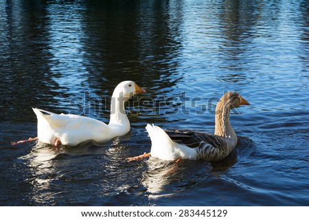 Funny geese on the surface of water. They are so sweet and amusing.