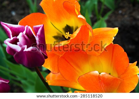 Bright yellow-orange and violet tulips on natural background. Photo was made in the end of spring.