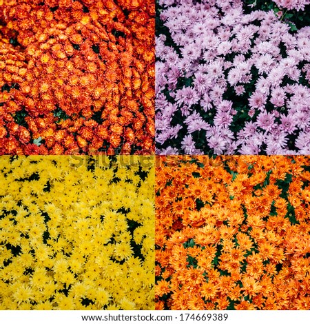 Abstract chrysanthemums background patterns in four different colors - red, orange, violet (purple) and yellow