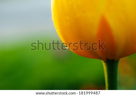 Sensuous yellow tulip with raindrop after a rain storm - tilt-shift lens used to outline the water drop and to emphasize the attention on it