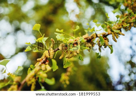 Ginkgo or Maidenhair Tree leaves (Ginkgo biloba) of fresh green - Ginkgoaceae family - bio medicine product. Tilt-shift lens used to outline the fresh branch and to emphasize the attention on it