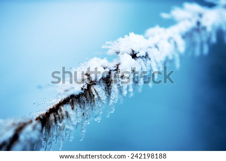 Frost on a winter fir tree branch close-up with blue background.