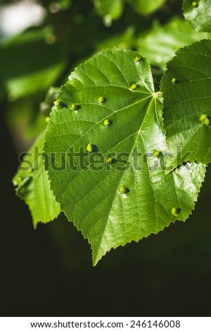 Summer with green linden tree leaf infected by a gall mites bacterial or a fungal disease