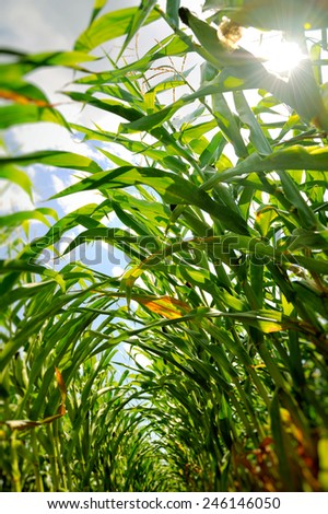 Corn field seen from inside the rows with beautiful sun bokehand vibrant green leafs - Bio Corn Field