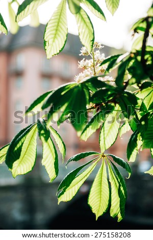 Flowered chestnut in bloom - spring is in the city