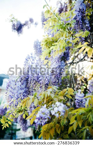 Wisteria purple in bloom - woody climbing vines on building facade
