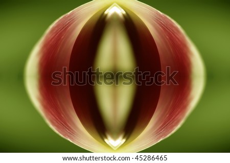 Abstract erotic tulip flower composition. Useful file for your new magazine, brochure and flyer.