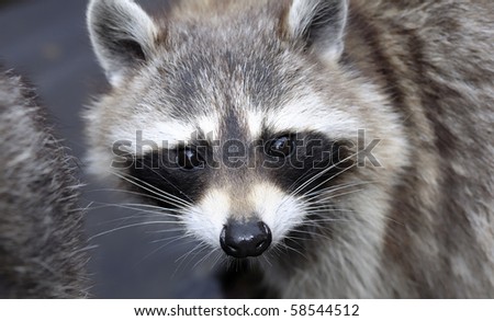 Wild Raccoon (Procyon lotor)  looking at camera, close-up. Useful file to illustrate animal liberty or captivity.