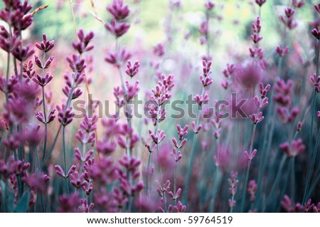 Beautiful detail of scented lavender flowers field in perfect Radiant Orchid color of the 2014. Image for agriculture, SPA, medical industries and diverse advertising materials.