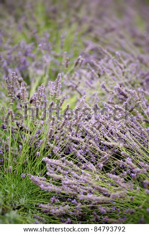 Lavender flowers, organically grown by french farmers, for use in cosmetic soap making.