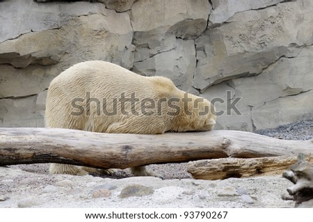 Funny polar bear enjoys winter weather using a rock to scratch his back. Useful file to illustrate animal diversity, protection in your book, brochure or flyer.