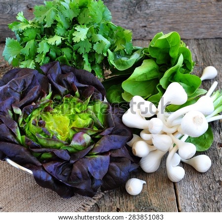 Oak Leaf lettuce, coriander leaves, spinach leaves and fresh garlic bulbs