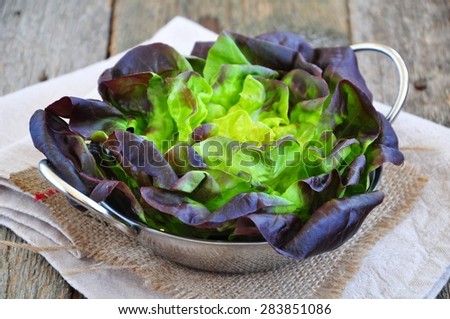 Oak Leaf lettuce for vegetarian salads