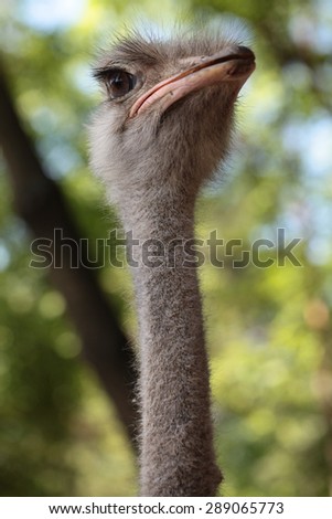 Wild funny ostrich portrait with long hairy neck and big eyes on natural background, vertical picture