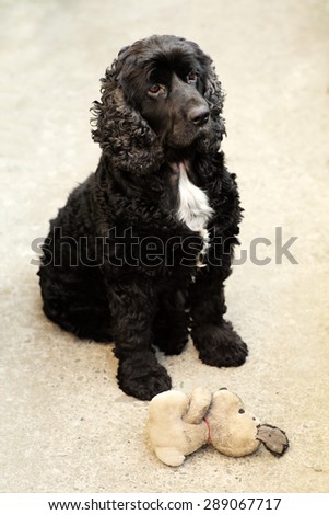 Cute pure bred black and white english cocker spaniel dog devotedly looking and sitting outdoor near soft toy of puppy, vertical picture