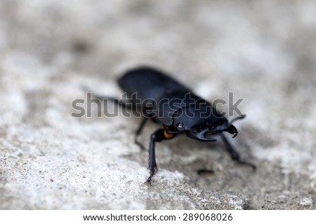 Small black insect of stag beetle closeup creeping on stone outdoor in broad daylight, horizontal picture
