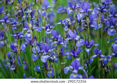 Field of beautiful wild blue violet flowers of iris with green stems on natural backdrop, horizontal picture