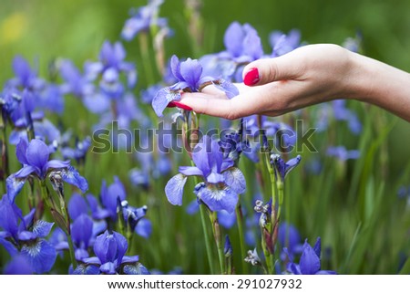 Elegant female hand with red nails touching one of many delicate blue violet iris flower growing in the field on natural backdrop, horizontal picture
