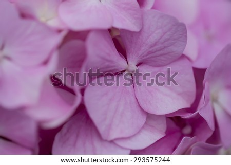 Beautiful pink Hydrangea flower bloom in a summer garden close up