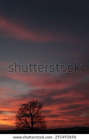 Wonderful landscape of big bare tree on horizon line in sunset with colorful blue orange sky on natural background, vertical picture