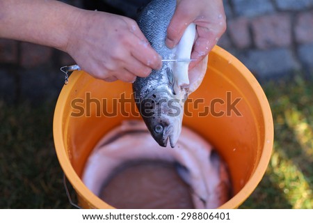 Human hands scale fresh rwa not big river silver colored dead fish with sharp knife over plastic orange pail outdoor sunny day closeup, horizontal picture