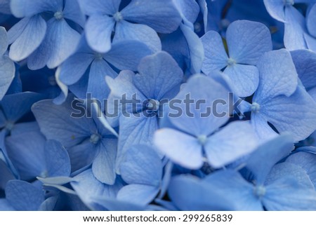 Tender blue hydrangea flowers in a garden closeup