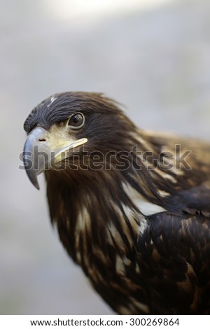 Portrait of beautiful wild predatory animal bird class of eagle with brown feathers and yellow curved beak sitting and watching outdoor on blur background, vertical picture