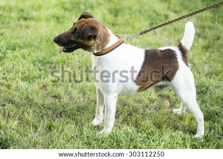 Full height profile view of beautiful small pedigree fox terrier or jack russel young pet dog white and brown on collar standing on green grass sunny day on natural background, horizontal picture