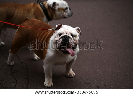 Closeup portrait of cute pet english bulldog with protruding tongue led on leash standing on asphalt pavement on other dog background, horizontal picture