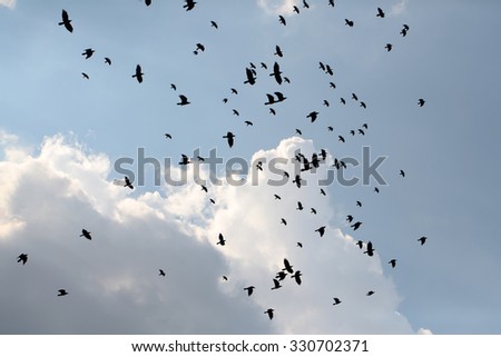 Murder of many black raven birds hovering in high blue sky with cumulus clouds in summer on natural background, horizontal picture