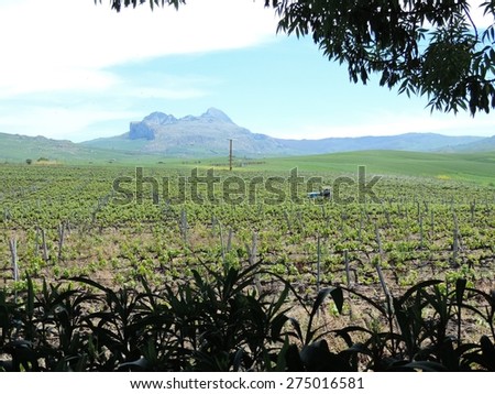 The picturesque landscape with a vineyard. Italy, Sicily.