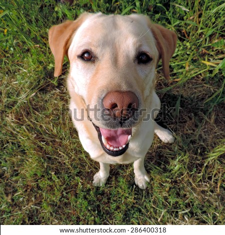 Smiling golden labrador retriever from a top view on a grass background. Sits and looking at camera.